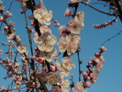 Fiori DiCiliegio